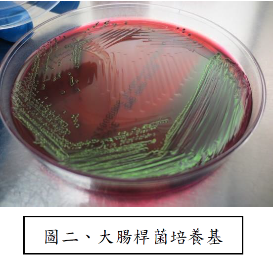 圖二、大腸桿菌培養基